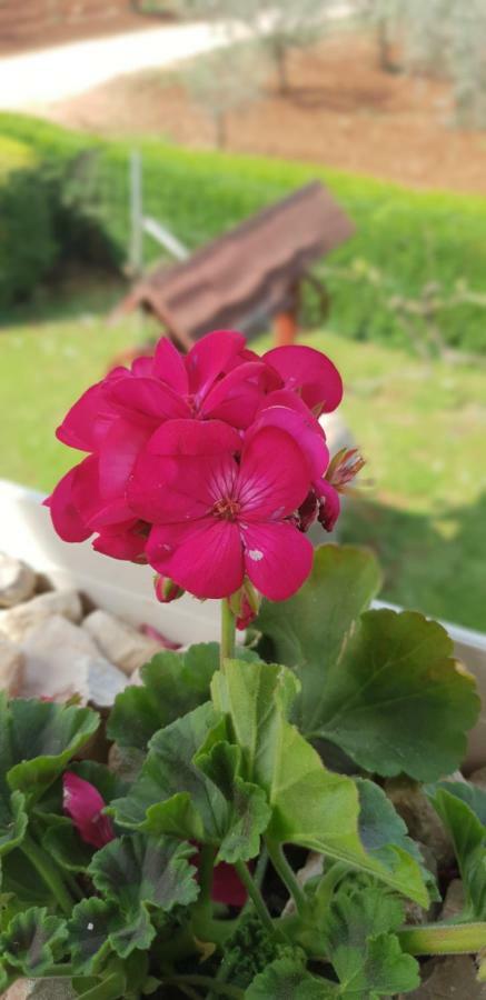 Apartma Jelka Novigrad Istria Extérieur photo